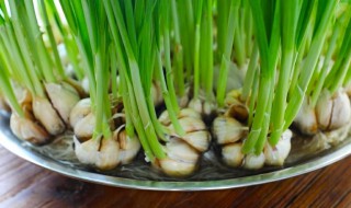 蒜苗最早什么时候种植 早蒜苗什么时候种植