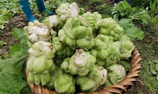 榨菜什么时候移栽 榨菜什么时候种植