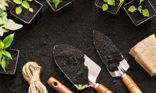 大花蕙兰用什么盆栽种 盆栽大花蕙兰什么时候种植