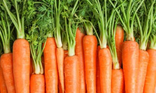 红萝卜什么时候种植好 红罗卜什么时候种植