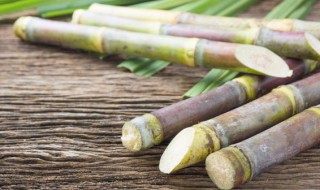 甘蔗一般在什么时候种 甘蔗是什么时候种植