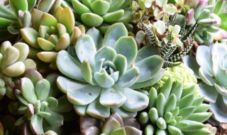 多肉几月份种植最好 多肉什么时候种植最好