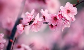 腊梅花树什么时候种植 腊梅花什么时候种植