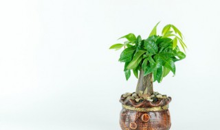 十种植物招财又旺宅 八种植物招财八种又旺宅