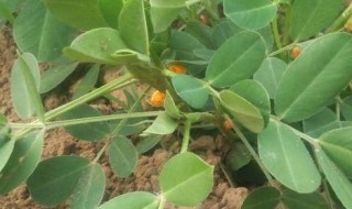 花生几月份种植最好 花生什么时候种植效益最好