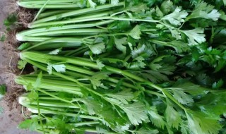 水芹菜什么季节种植 水芹菜什么时候种植合适