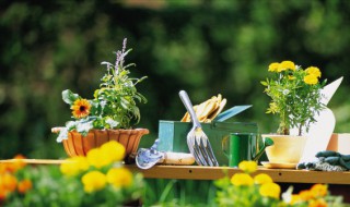 招财化煞的绿植 化煞植物招财又旺宅