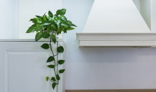 哪种植物招财又旺宅 北方种植物招财又旺宅