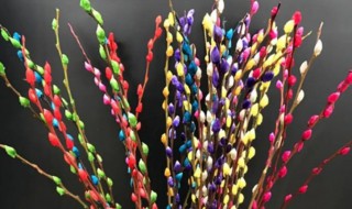 银柳发芽了可以种吗 买的银柳枝发芽了怎么种