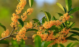 桂花苗什么时候移栽好 桂花苗什么时候种植