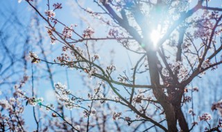 梅花什么时候种植合适 梅花什么时候种植