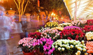 玫瑰花几时种植 玫瑰花什么时候种植好