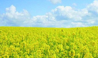 油菜花是几月份种的 油菜花什么时候种植