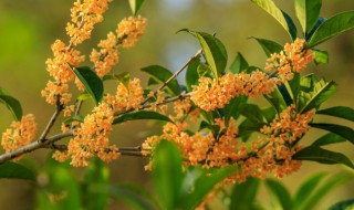 桂花树在什么时候种植 桂花树什么时候种植