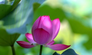 盆栽荷花什么时候移栽最好 盆栽荷花什么时候种植