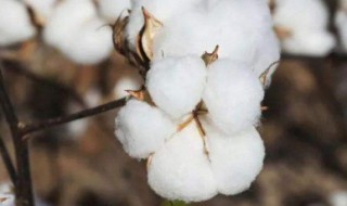什么季节种植棉花 棉花什么时候种植节气