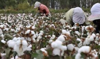 河南棉花什么时候种植最好 河南棉花什么时候种植
