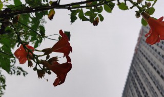 凌霄花什么时候种植比较好 凌霄花什么时候种植