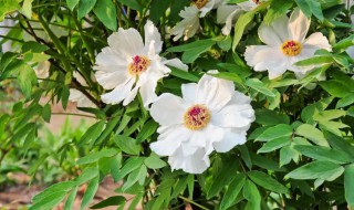 白芍的种植技术和种植前景 白芍适合什么时候种植