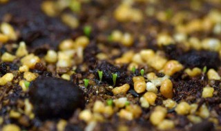 花籽种花步骤 花籽播种方法