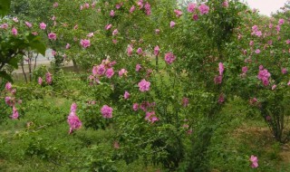 木槿栽培要点 黑木槿怎么栽培