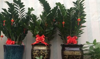 金钱树的养殖方法和注意事项 金钱花怎么栽培