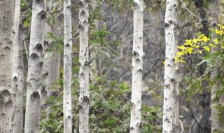 白杨树的栽培方法 白杨的养殖方法和注意事项