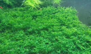 阴性草怎么才能养好 阴性草养殖方法和注意事项