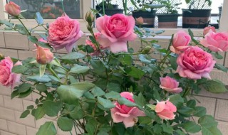 阳台养什么月季好 阳台适合养什么月季