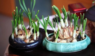 水仙可以水养吗 水仙水养殖注意什么