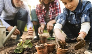 大野芋盆栽 大野芋栽培方法