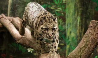 云豹可以家养吗 云豹的养殖方法和注意事项