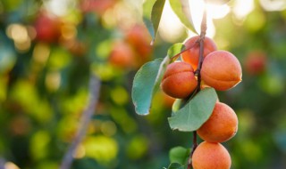 水果树的种植方法 水果树种植方法有哪些