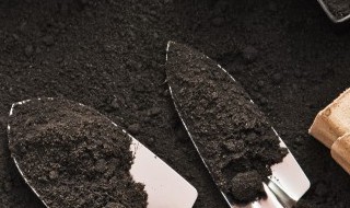 室内种什么盆栽果树好 室内盆栽果树种植方法