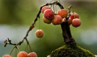 庭院盆栽果树有哪些 庭院盆栽果树种植方法