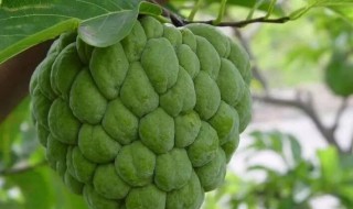 释迦果树种植方法视频 释迦果树种植方法6