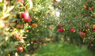 盆栽果树种植方法和注意事项 果树种植方法和注意事项