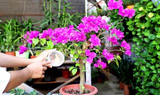 红梅的养殖方法和注意 玻璃梅的养殖方法和注意事项