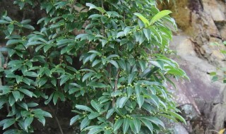 南蛇藤生长环境 南蛇藤的栽培方法