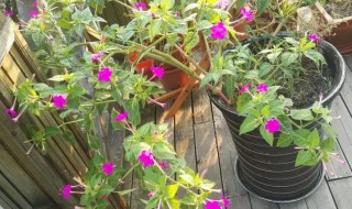 紫茉莉种子几月份播种 紫茉莉什么时候播种