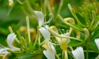 金银花如何种植技术 人工栽培金银花种植方法