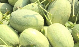 哈密瓜什么时候播种育苗 哈密瓜什么时候播种