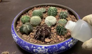 仙人球如何栽培 仙人球怎么栽培