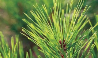 落叶松怎么养 松叶该怎么栽培