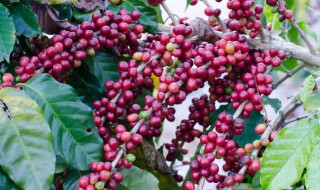 红豆杉怎么栽培养殖 红豆杉怎么栽培