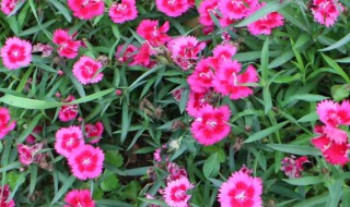 五彩石竹花种子的种植方法 五彩石竹播种方法