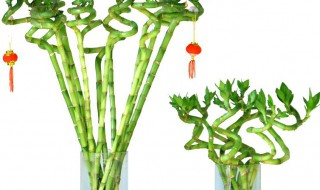 龙竹怎么培育 怎么栽培竹龙