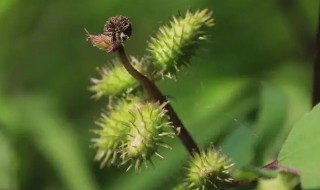 苍耳是靠什么传播种子的二年级语文上册 苍耳是靠什么传播种子的
