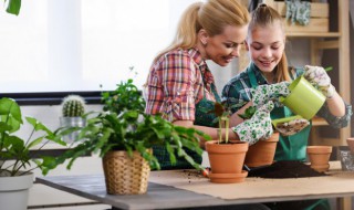 五色菊生长过程 五色菊播种方法时间