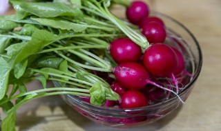 红萝卜怎么播种子 红缨萝卜的播种方法